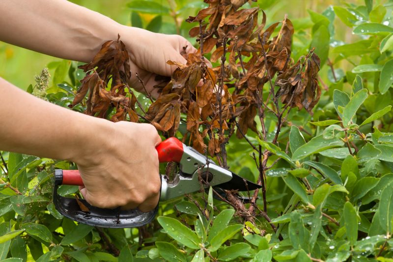 Shrub Trimming Service