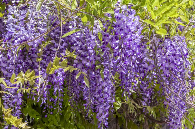 Forsythia Pruning in Ventura County, CA