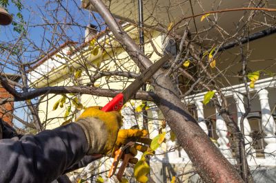 Tree Canopy Thinning in Doylestown, PA