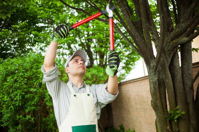 Tree Limbs Removal in San Jose, CA