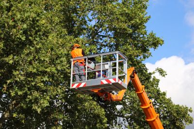 Tree and Shrub Care Professionals