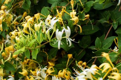 Improve The Look of Your Landscape By Removing This Invasive Plant