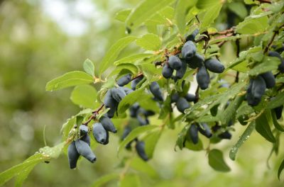 Prevent Damage To Your Garden or Landscaping